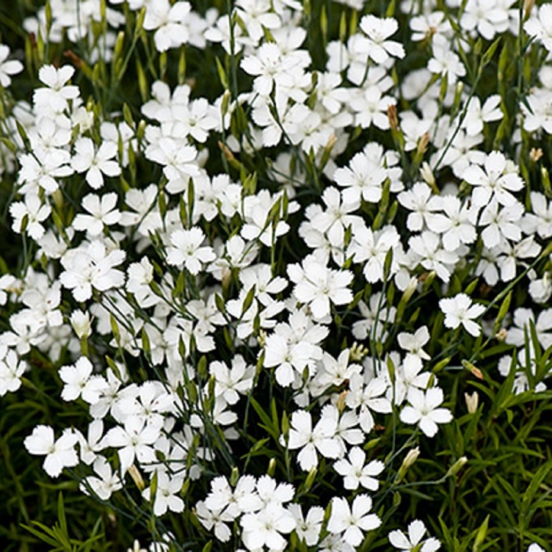 Гвоздика травянка белая Альба