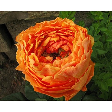 Роза Голден Каралуна пион. оранжевый эффект