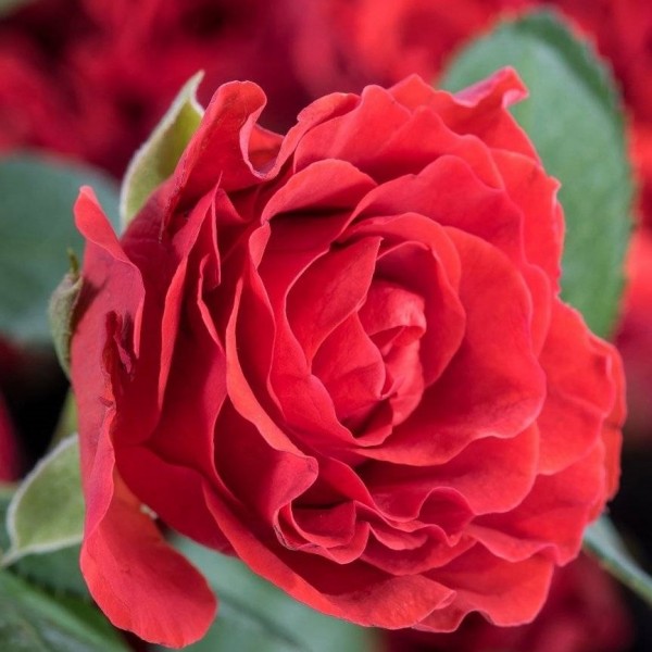 Роза чайно-гибридная Эль Торо 