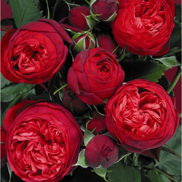 Роза чайно-гибридная Ред Пиано 