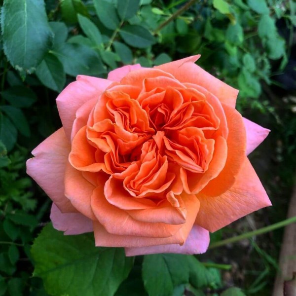 Роза чайно-гибридная Рене Госсини 
