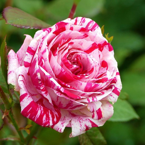 Роза флорибунда Сатин 