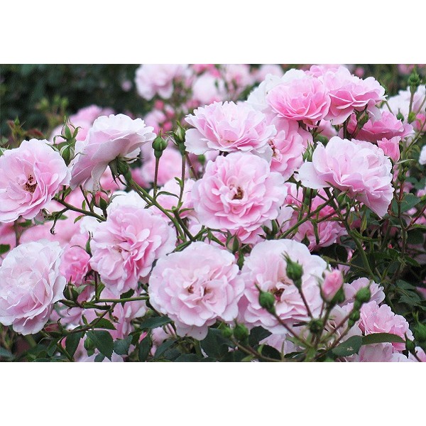Роза Боника флб розовая