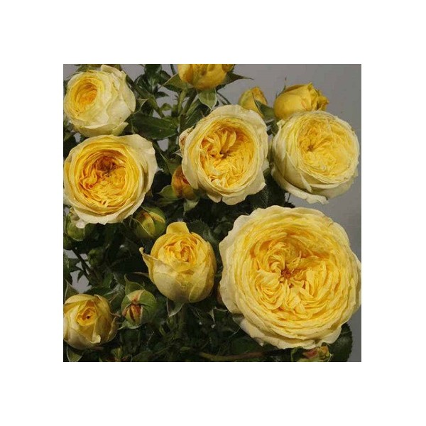 Роза Лемон Помпом флб ярко-желтая