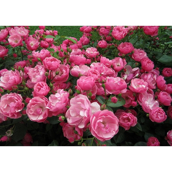 Роза Анжела флб розовая