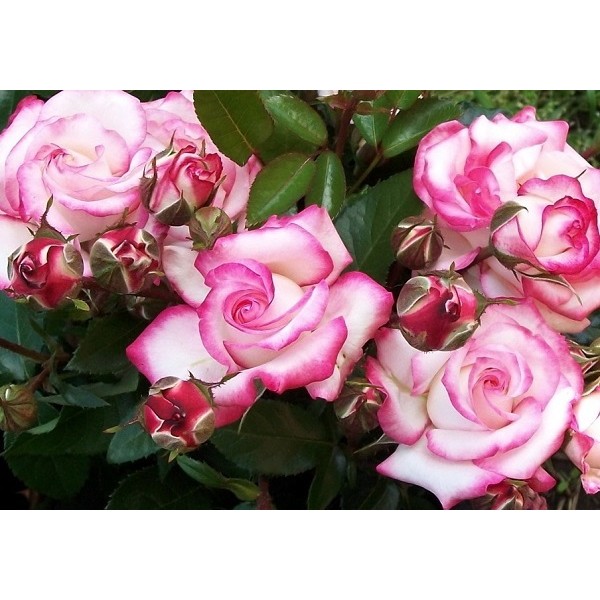 Роза Хендель плетист розов с бел