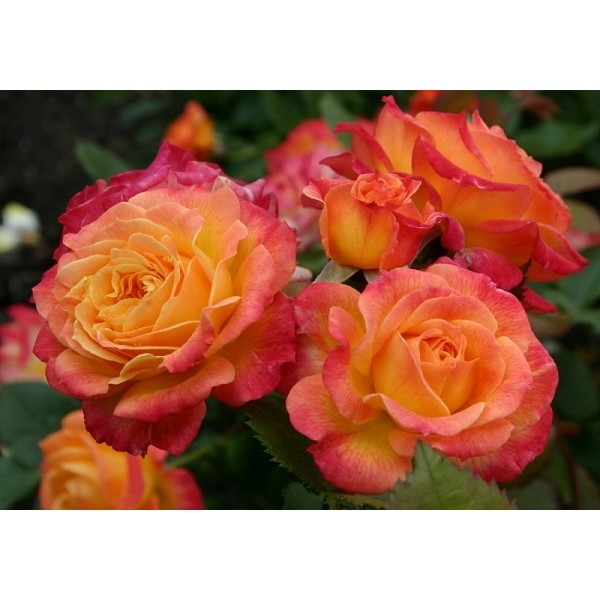 Роза Тайфун спрей оранж с розовым