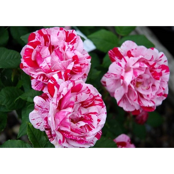 Роза Фердинанд Пичард парк розов с красн полосой