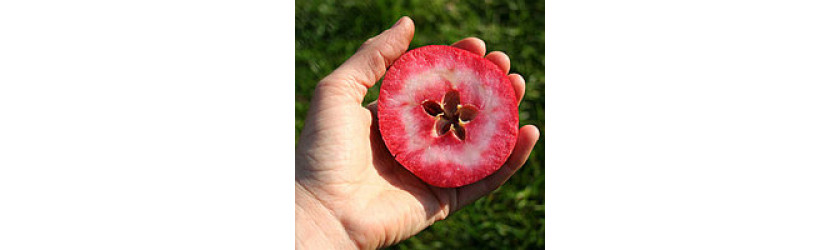 Красномякотные яблони