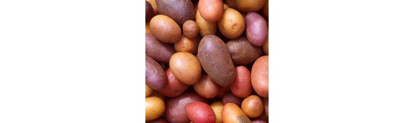 Картофель-семенной
