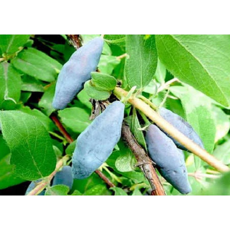 Сорт жимолости голубое веретено фото