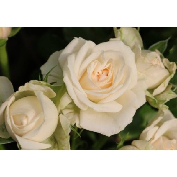 Роза Олеся спрей бело-ванильная