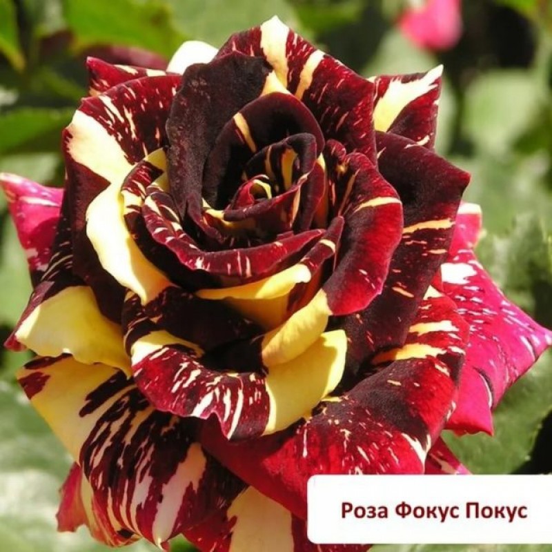 Роза Фокус-Покус