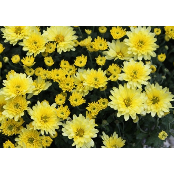 Хризантема многолетняя желтая