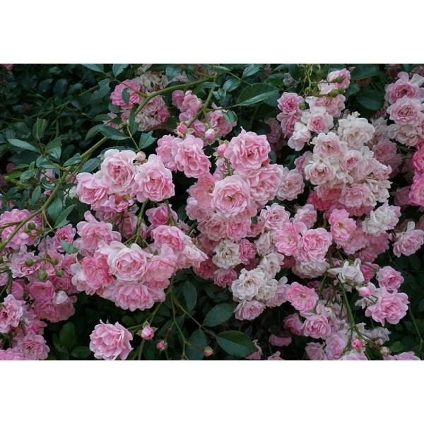 Роза Четыре сезона почвопокр розовая