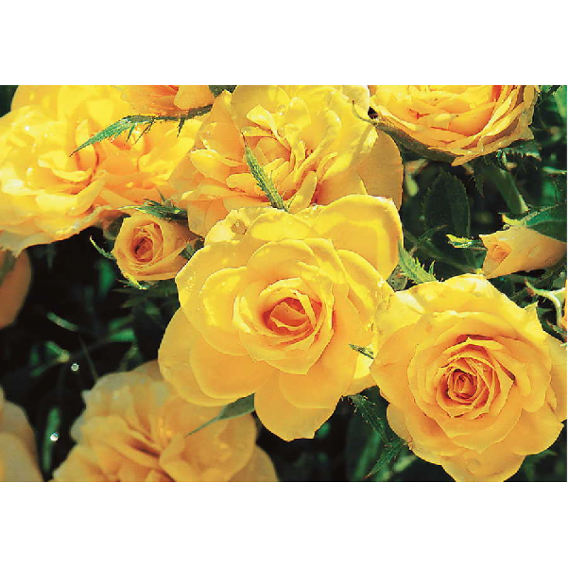 Роза Еллоу беби спрей желтая мелкоцветковая