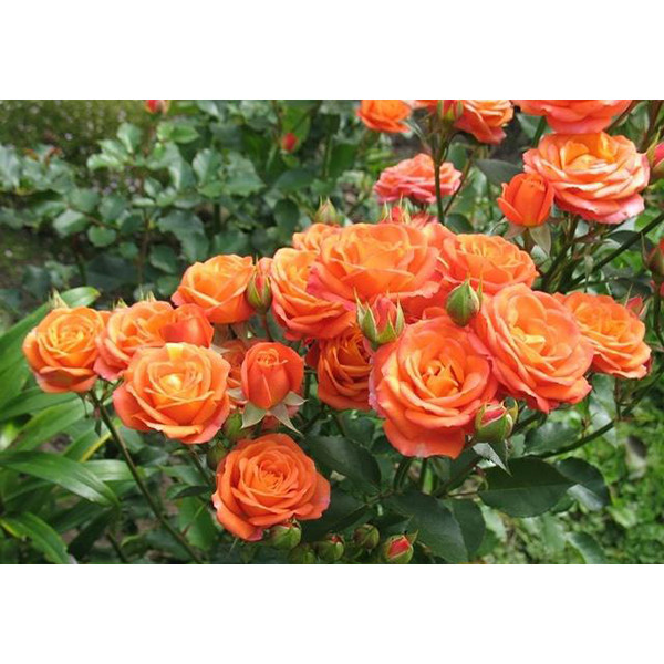 Роза Алегрия флб спрей оранжевая
