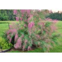 Тамарикс гребенщик розовый - Юное растение